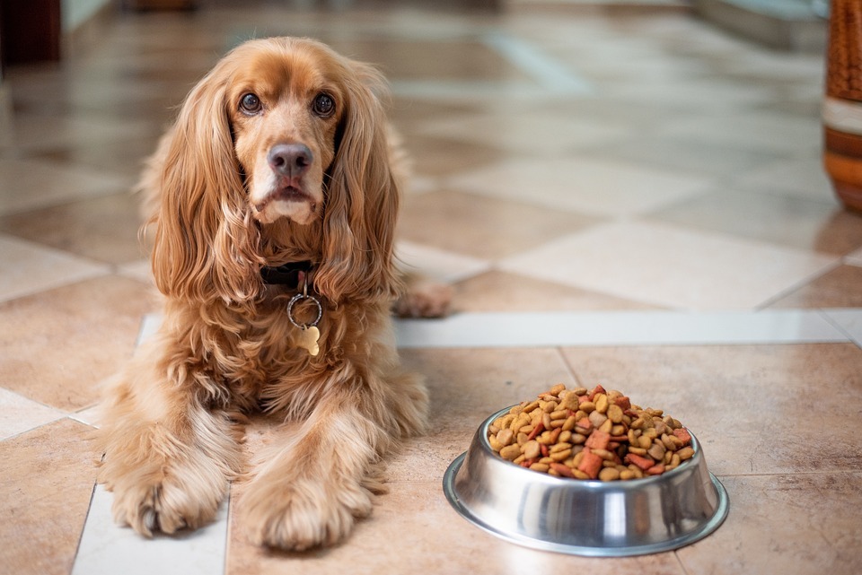 Can People Eat Dog Food in Emergencies?