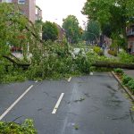 tree damage after a storm