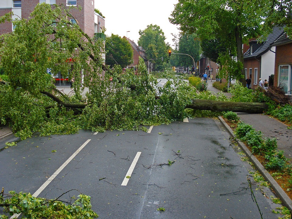 tree damage after storm